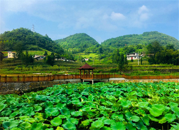板桥村荷塘长廊.武隆区白马镇供图 华龙网发